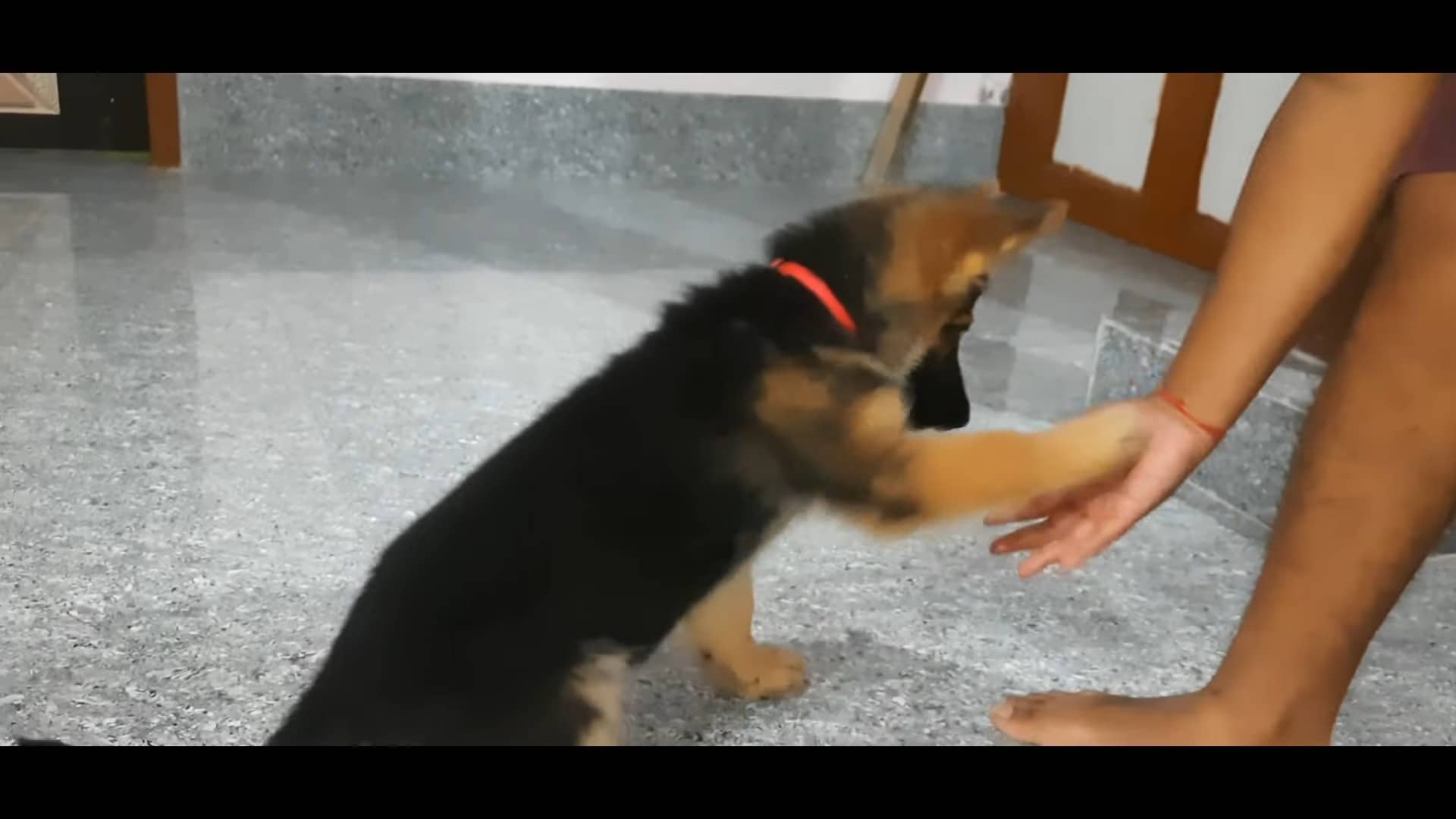 german shepherd puppy learning how to high five