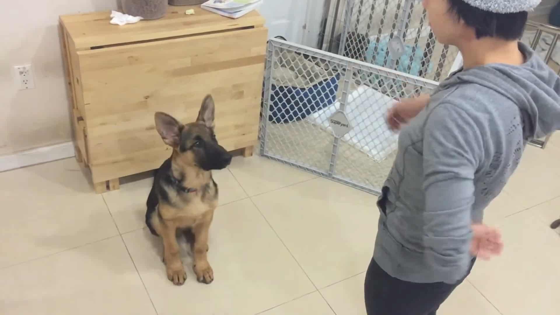 rambo the german shepherd puppy learning obedience