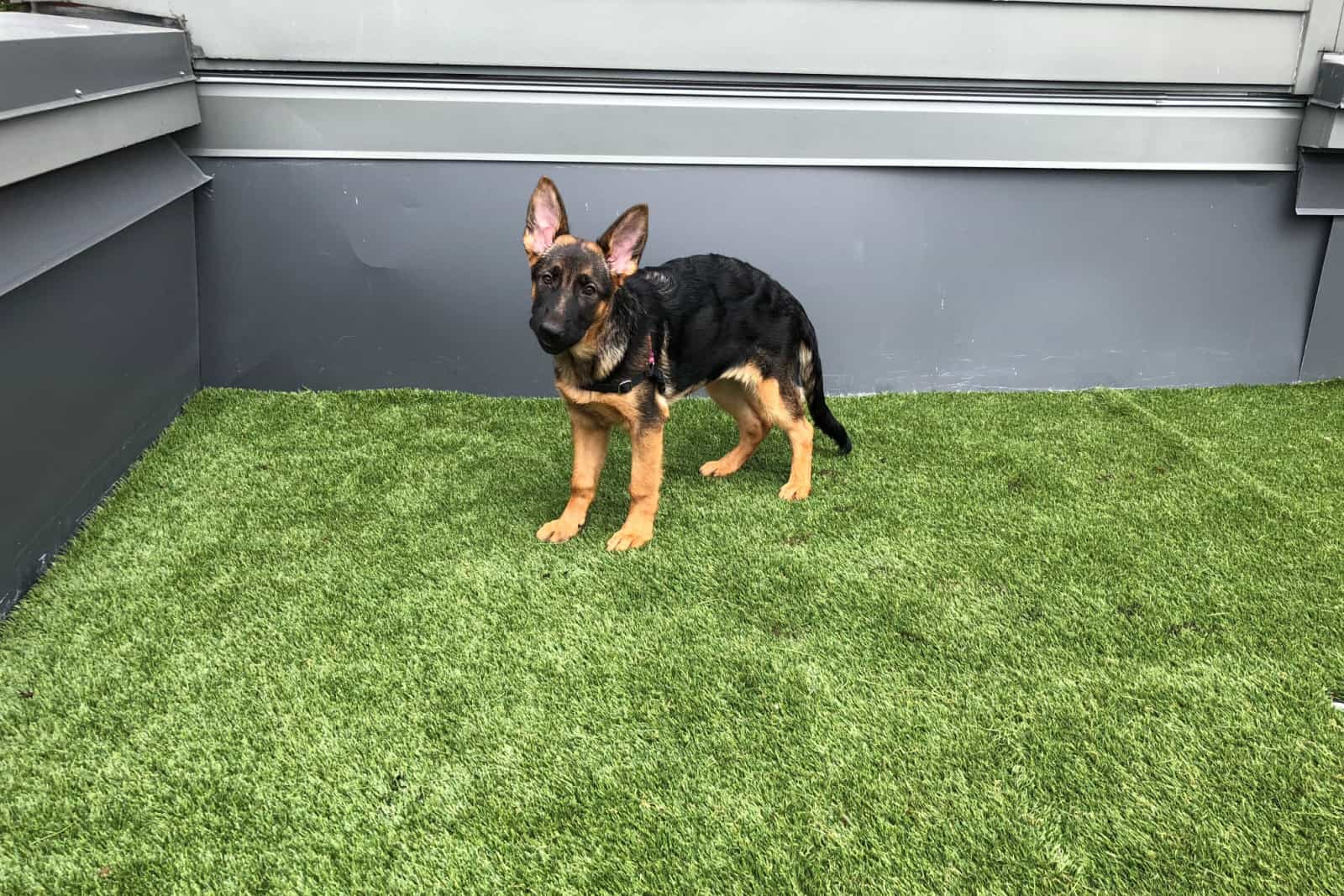 German Shepherd puppy learning to pee outside