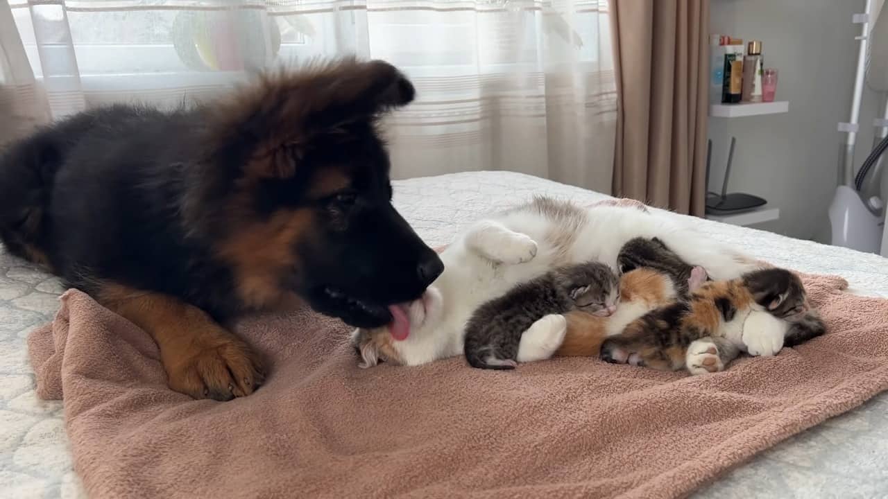 german shepherd puppy licking cat