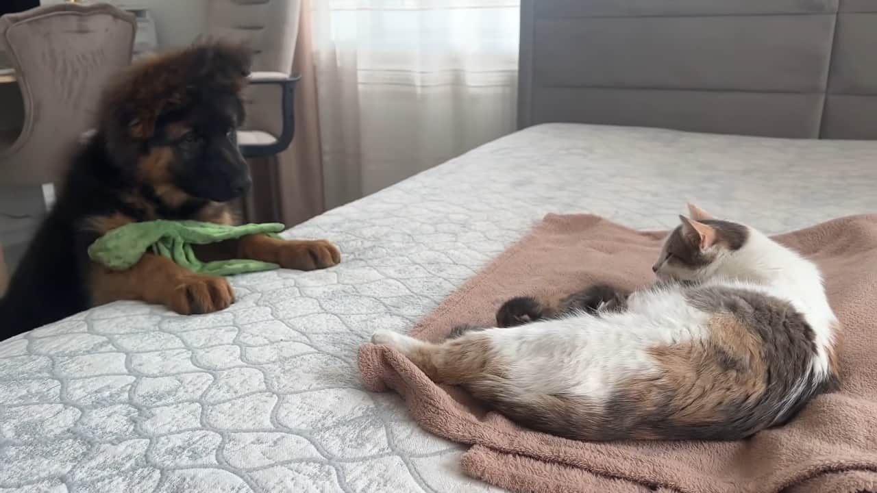 german shepherd puppy looking at cat