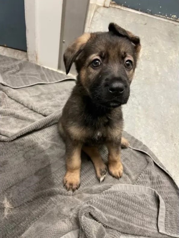 german shepherd puppy on gray towel