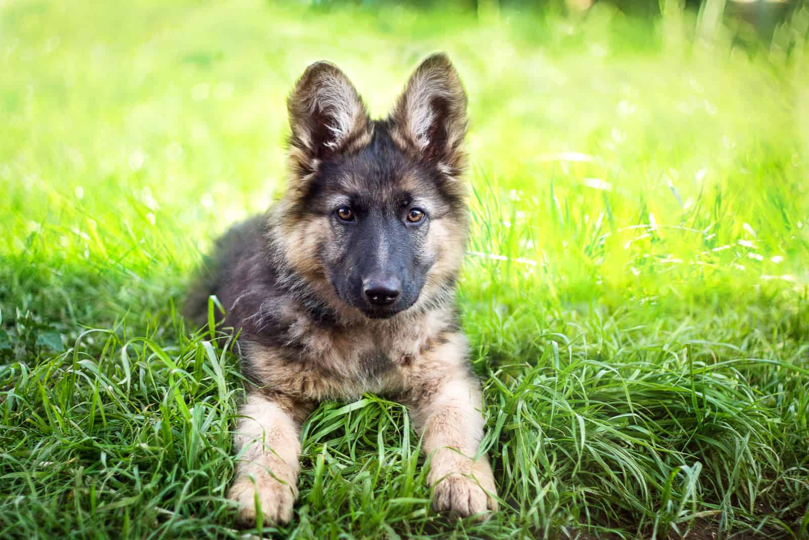 German Shepherd puppy on the grass