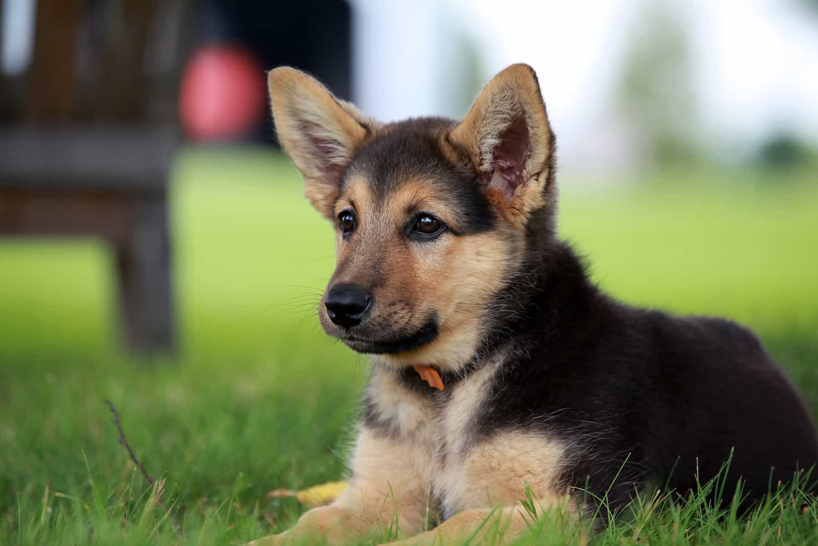 German shepherd puppy relaxing on a warm summer day