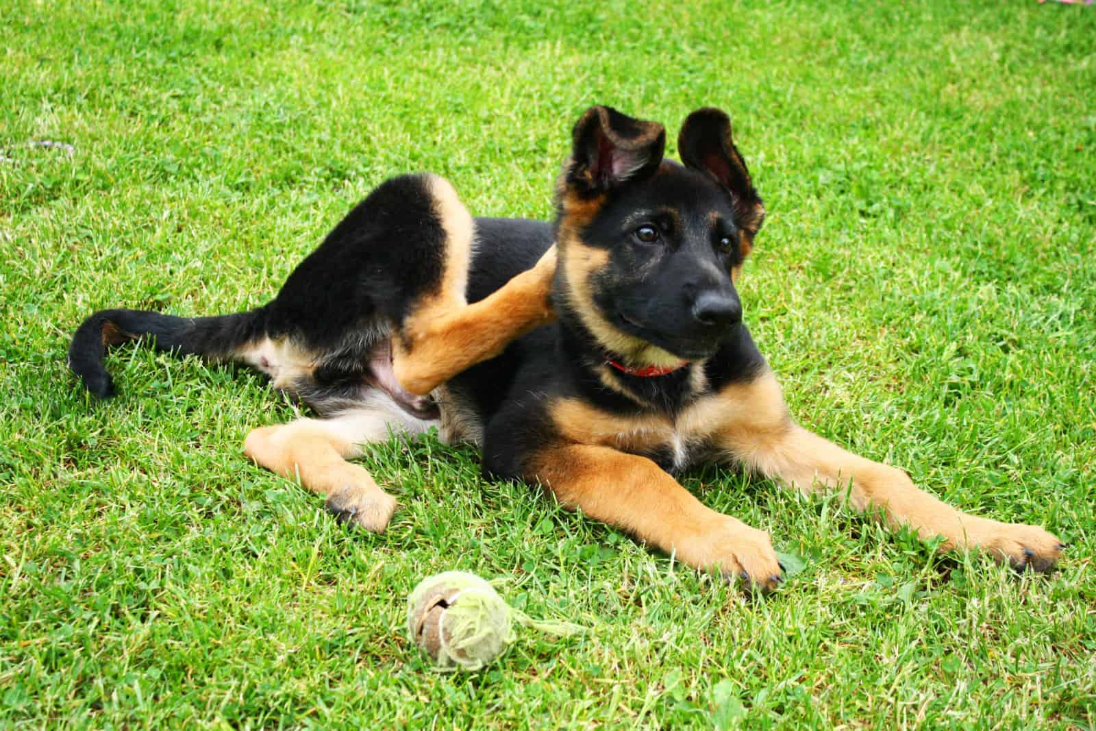 German shepherd puppy scratching ear