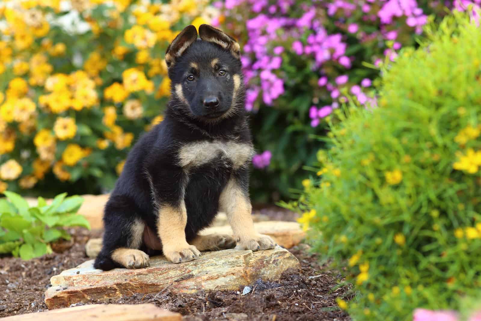 German Shepherd puppy sits on a rock pathway in a beautiful garden