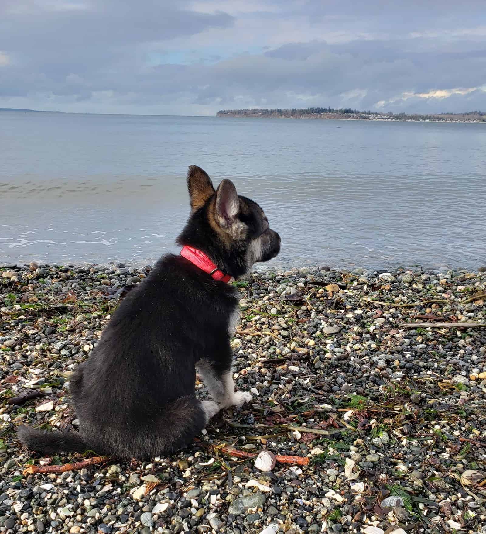 german shepherd puppy sitting on the beach and looking at water