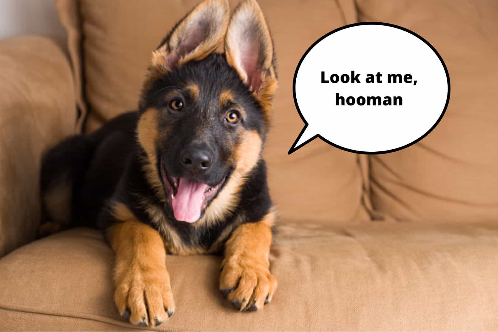 german shepherd puppy sitting on the couch with his tongue out