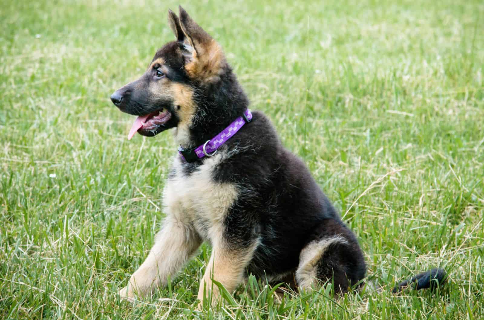 german shepherd puppy sitting in the grass