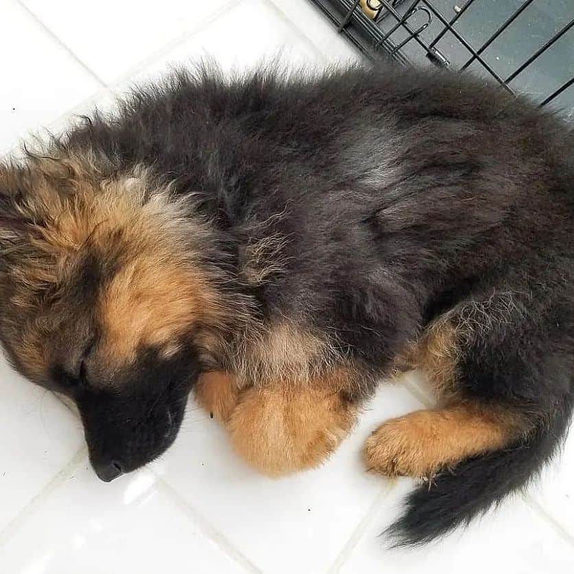 german shepherd puppy sleeping