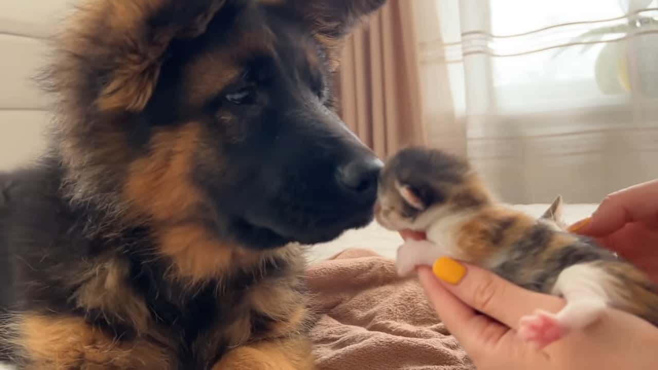 german shepherd puppy sniffing little kitten