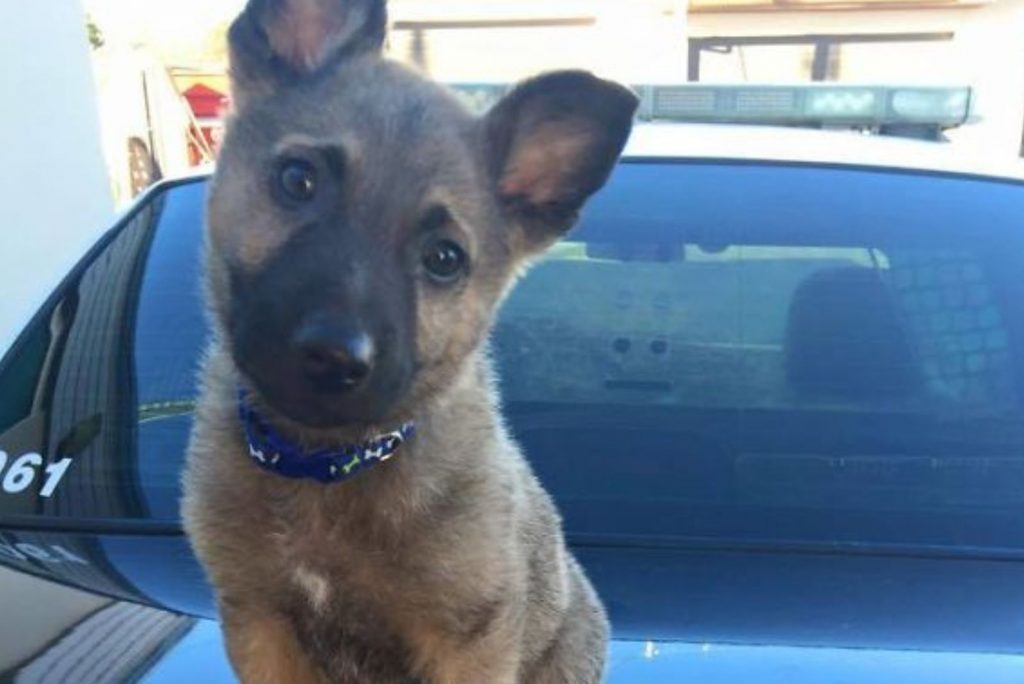 german shepherd puppy standing on the car and looking at the camera