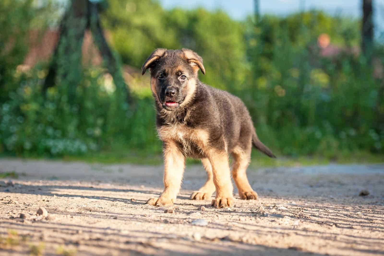 German Shepherd puppy standing on the sand