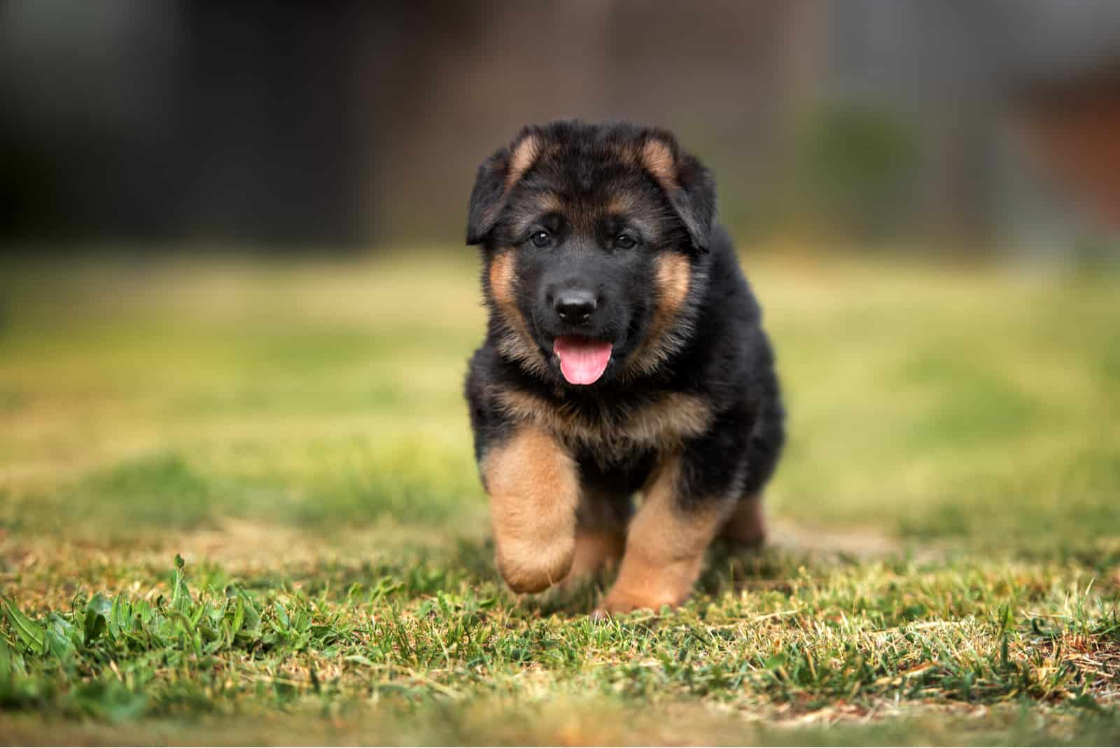 german shepherd puppy walking in the park