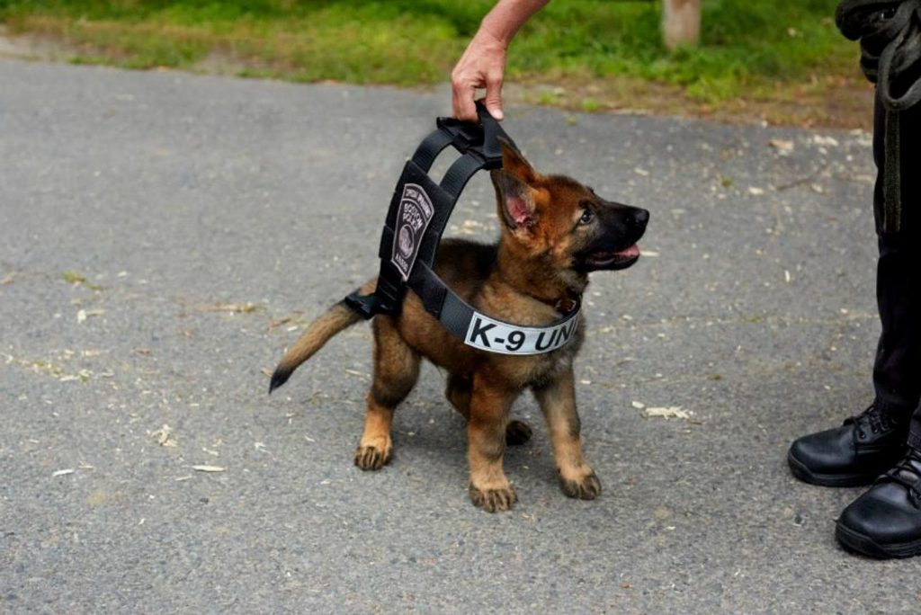 German shepherd puppy with a police belt