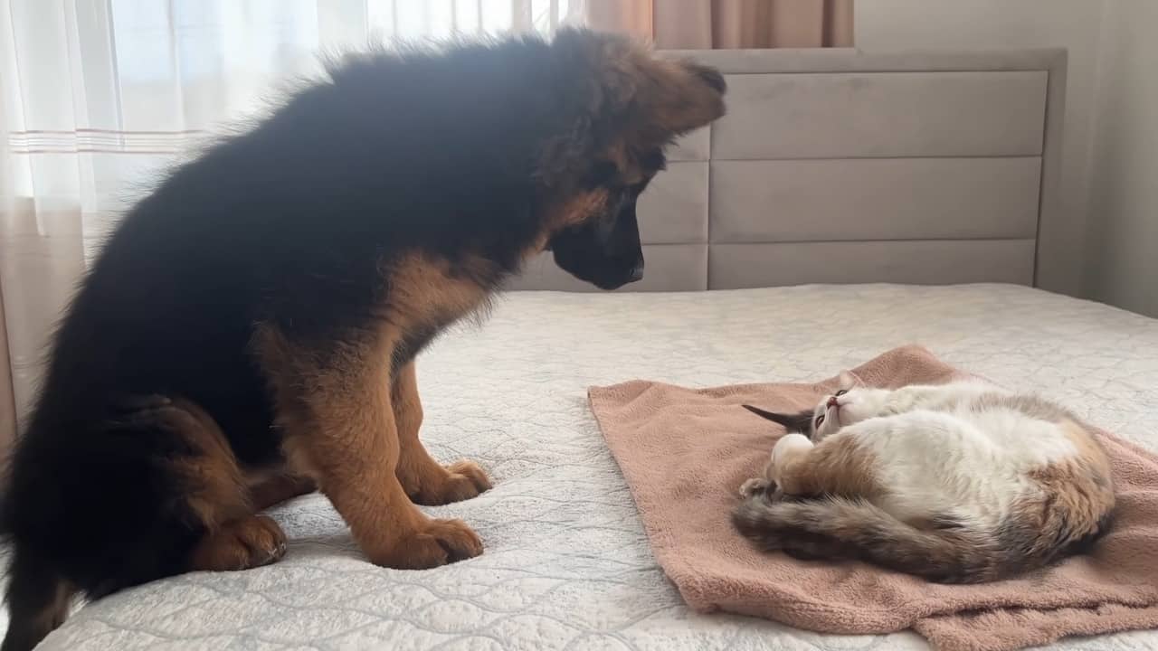 german shepherd puppy with cat on the bed