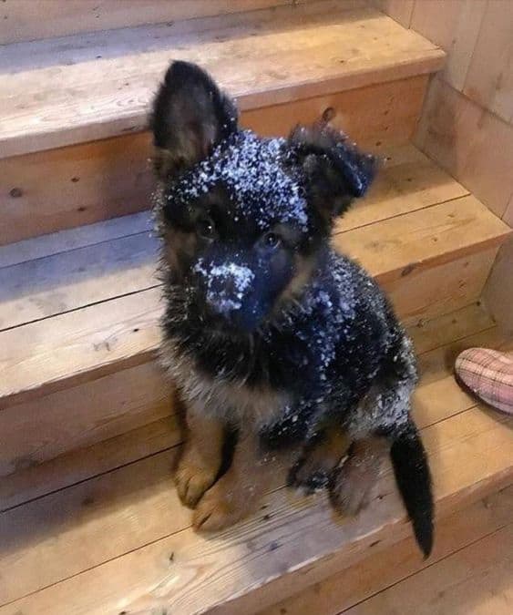 german shepherd puppy with white dust