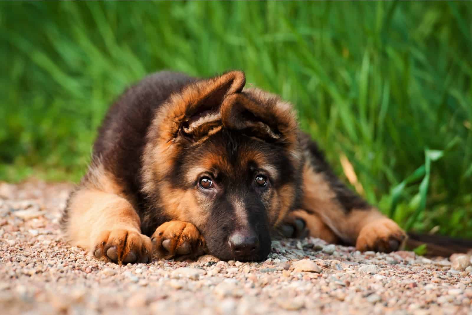 German shepherd puppy