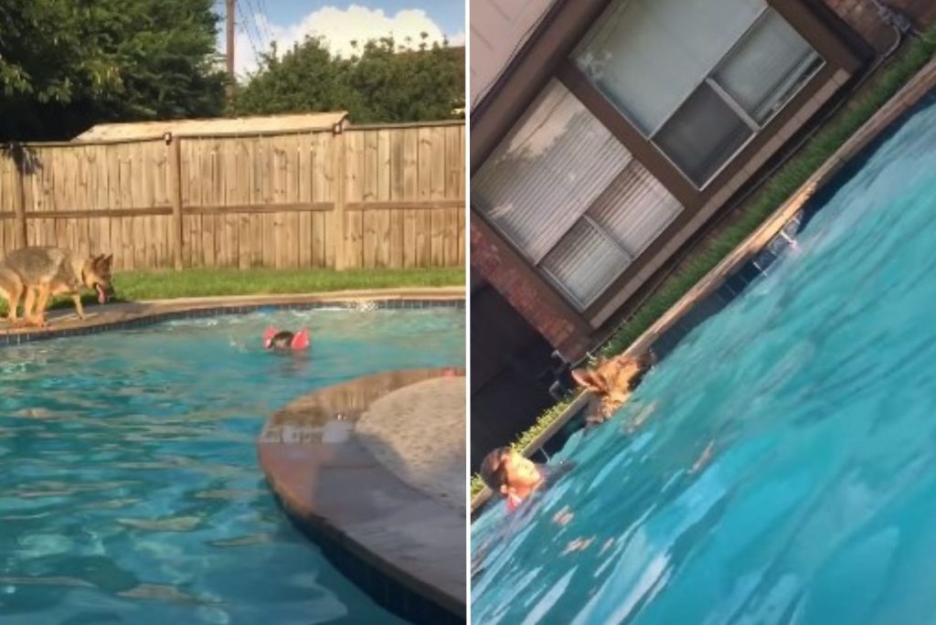 German shepherd rescues a child in a pool