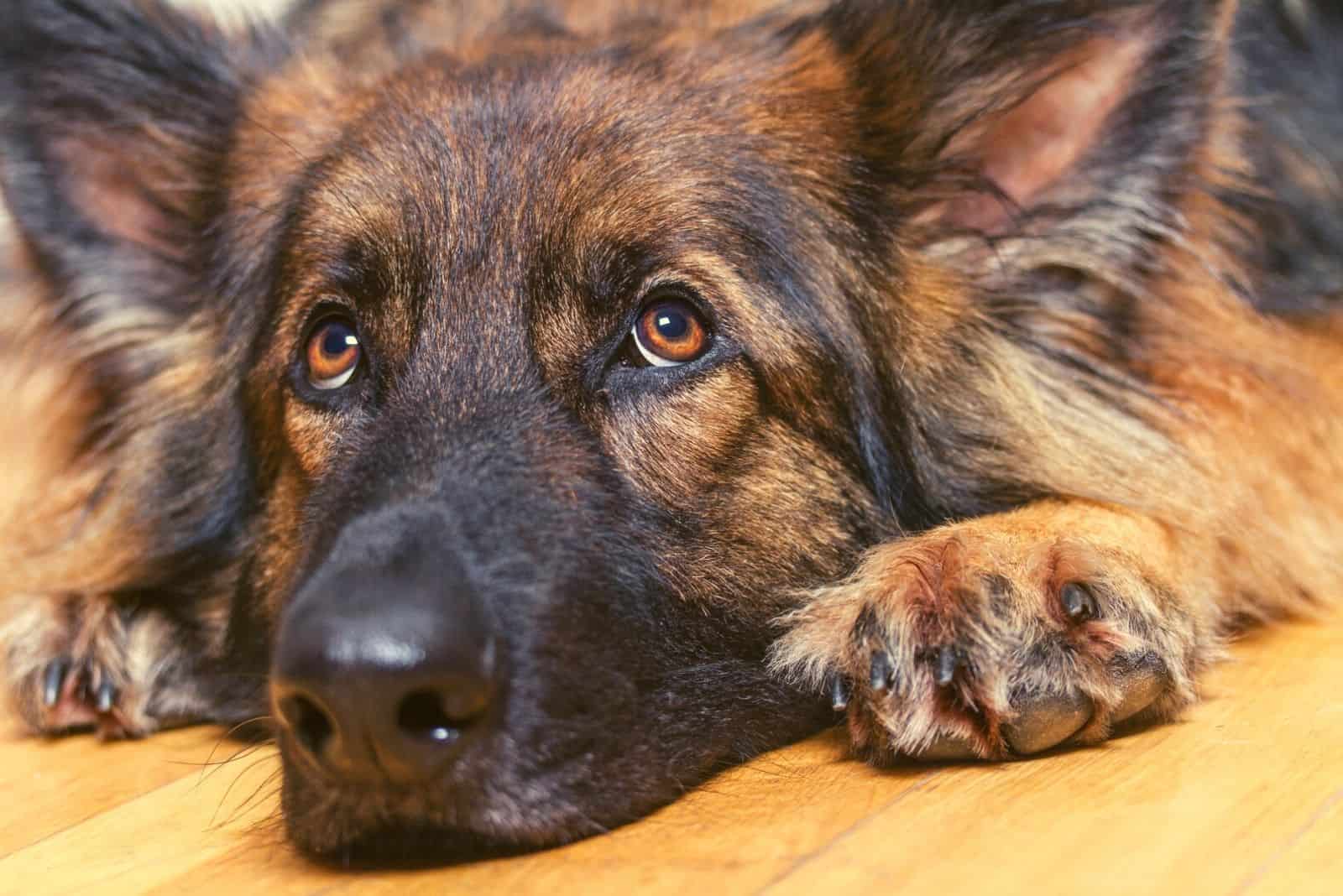 German Shepherd resting its head on a wooden floor inside looking up.