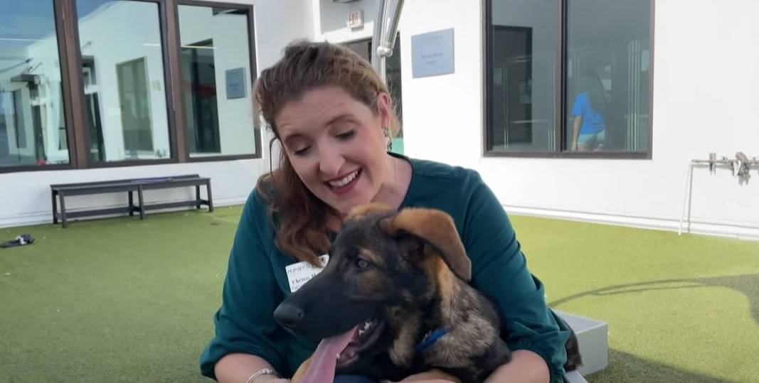 German shepherd rests on a woman's lap