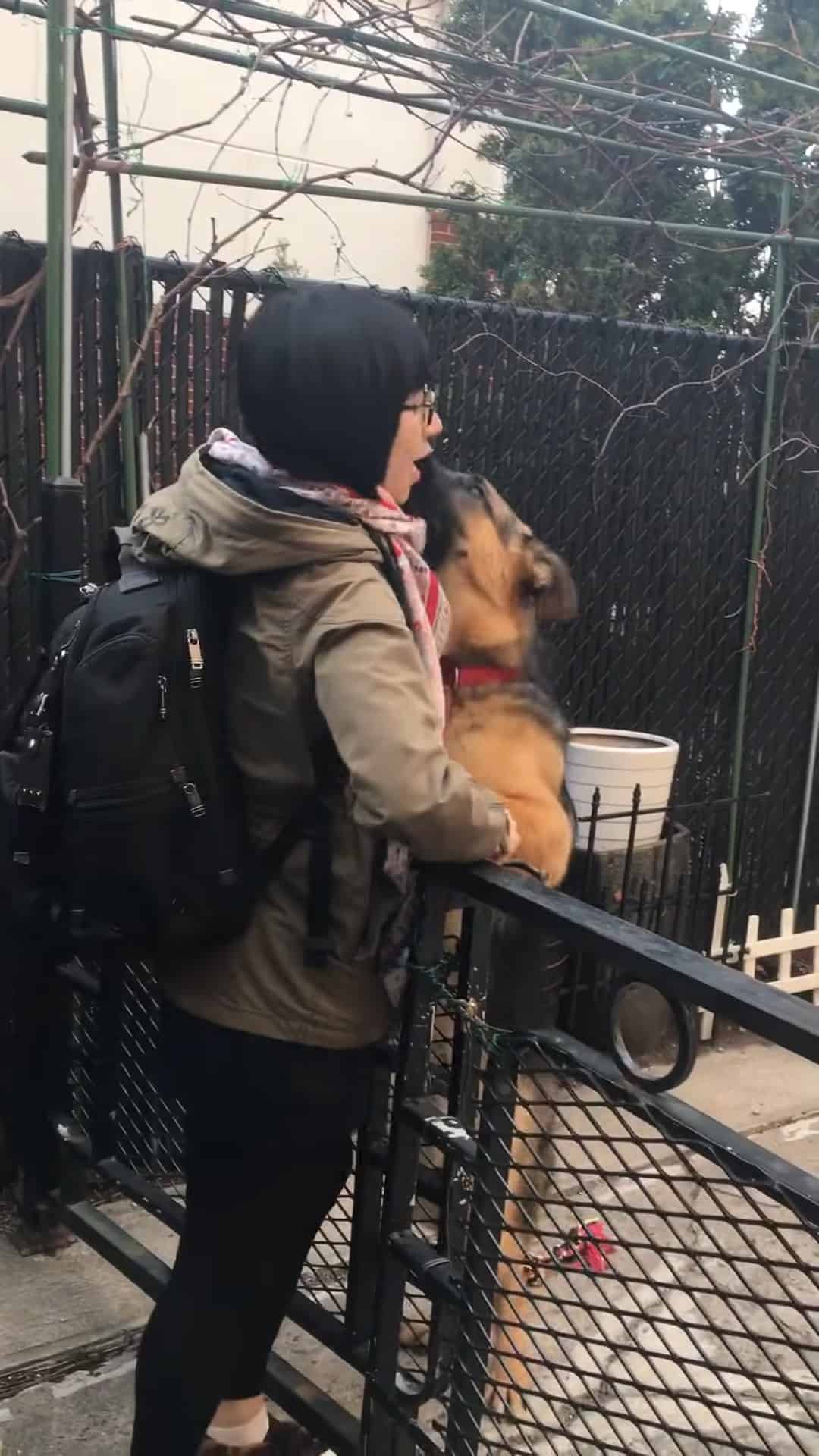 rambo the german shepherd reuniting with his owner