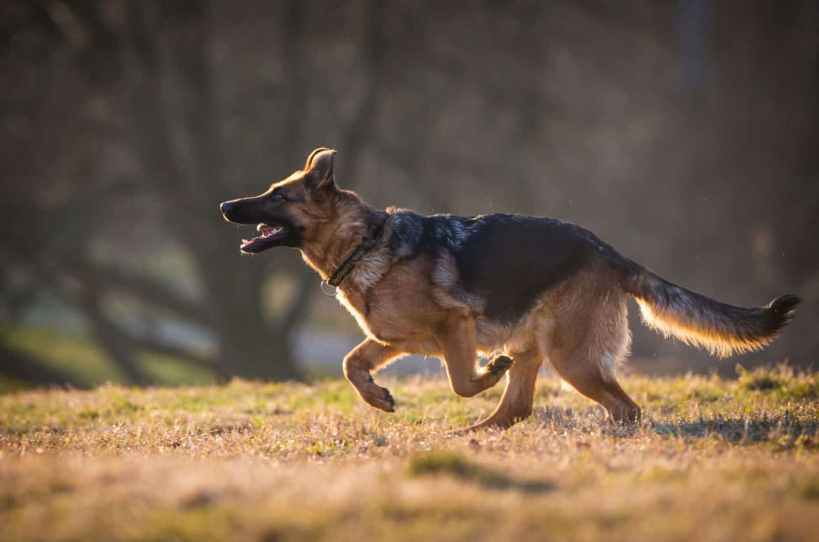 german shepherd running trough park