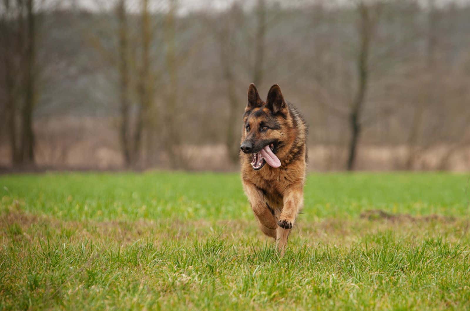 german shepherd running on a meadow