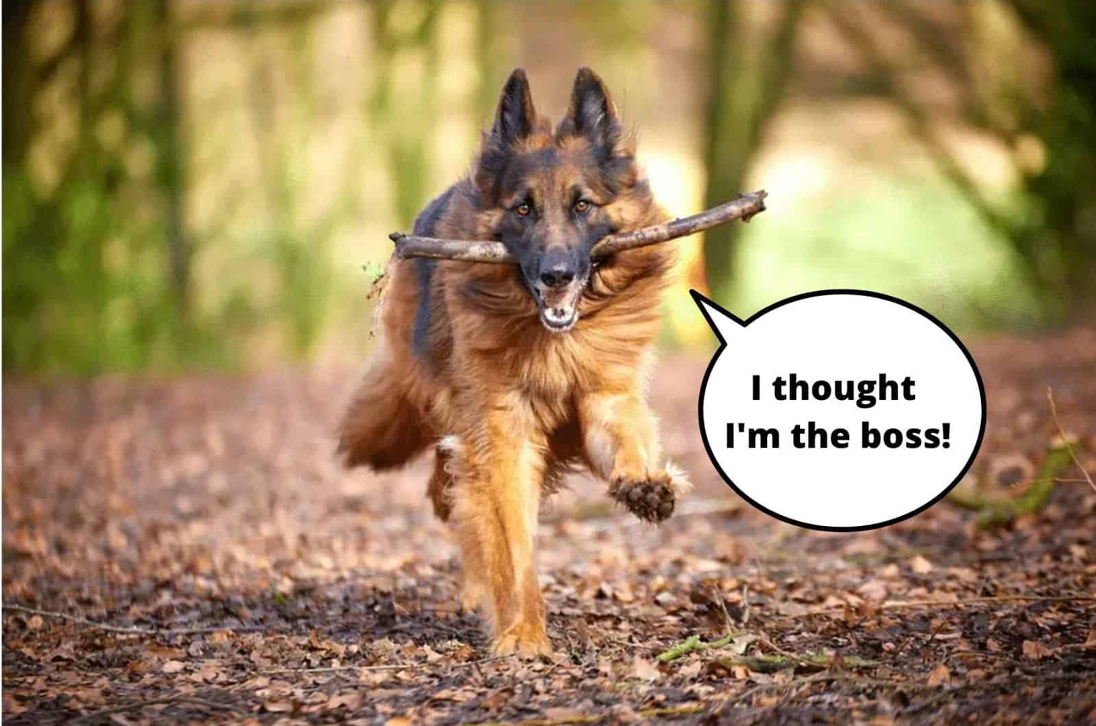 german shepherd running with a stick in his mouth in forest