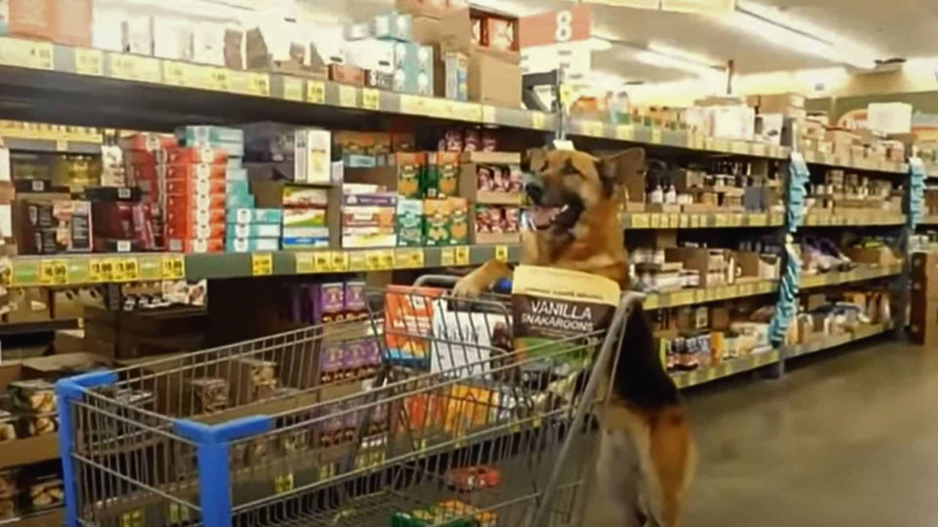 Cash The GSD Loves Going Shopping With His Hooman