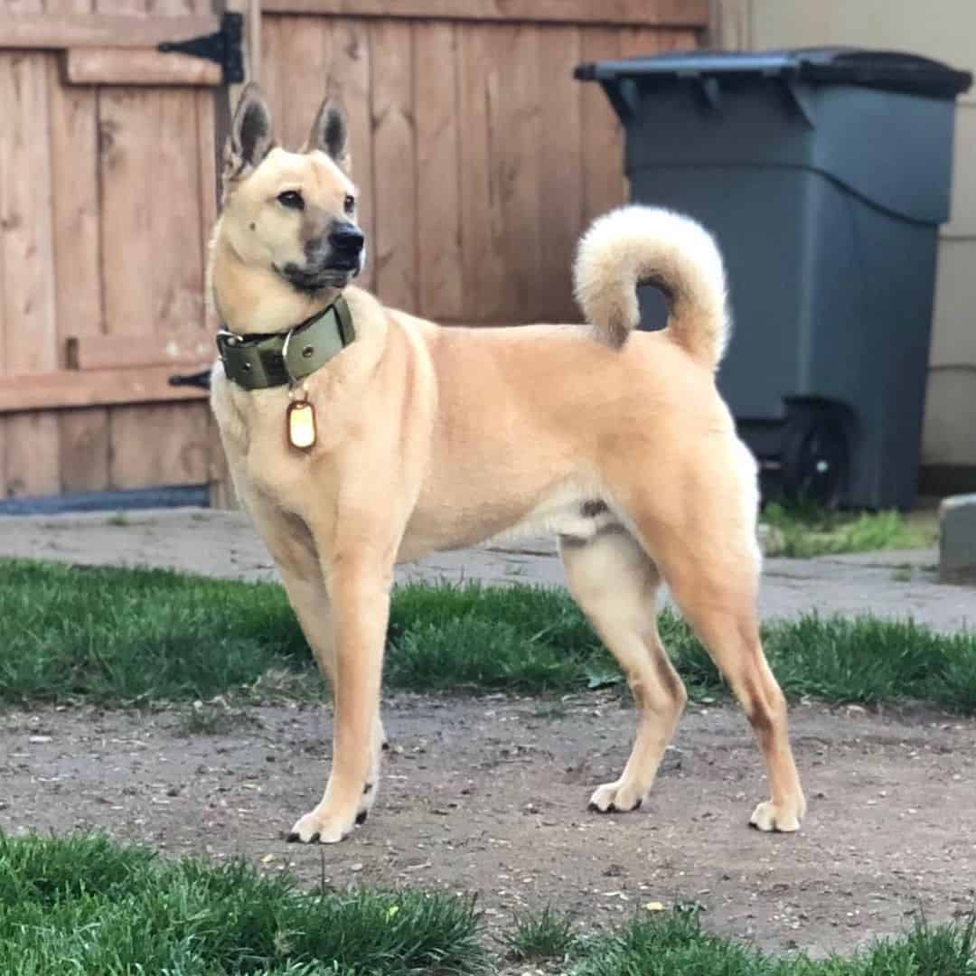 german shepherd shiba inu mix