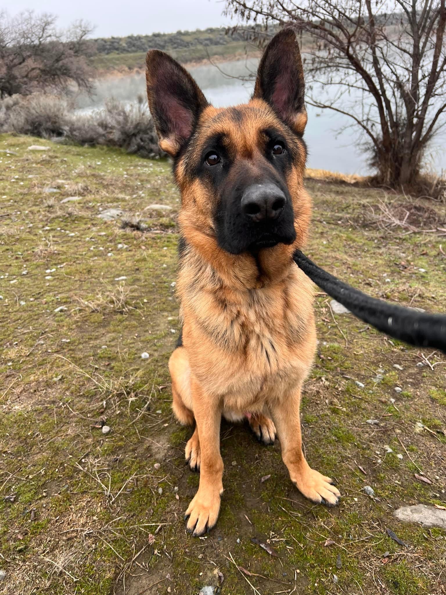 german shepherd sitting by the lake