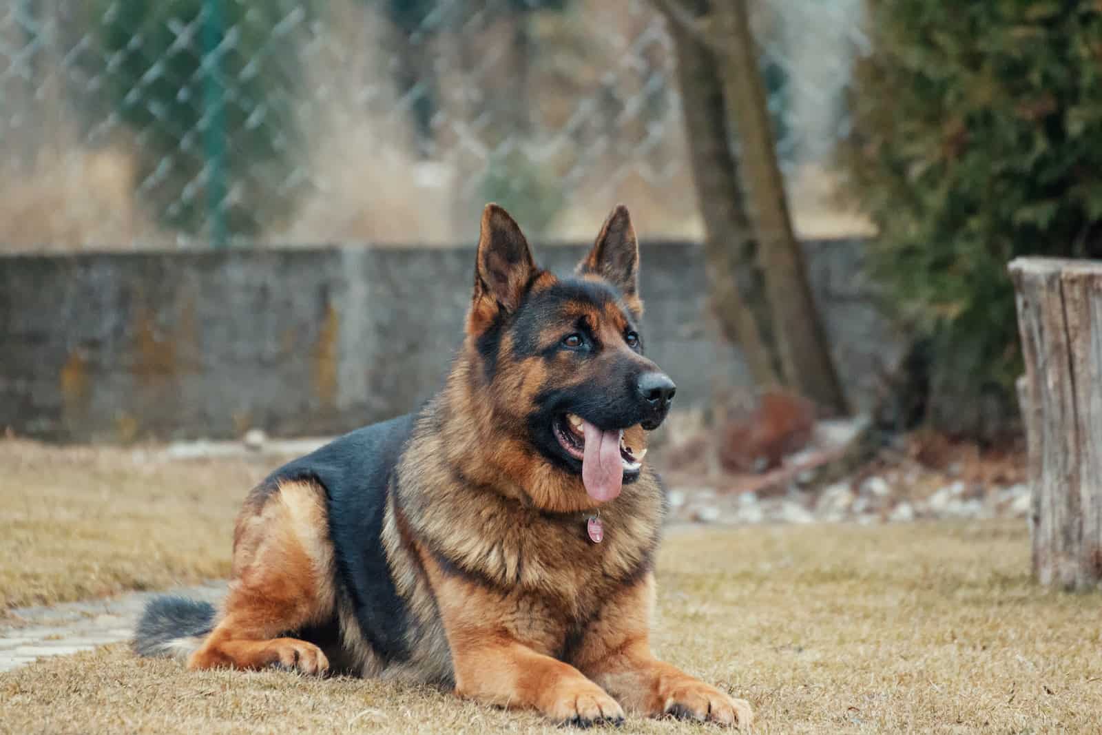 german shepherd sitting due to hip displasia