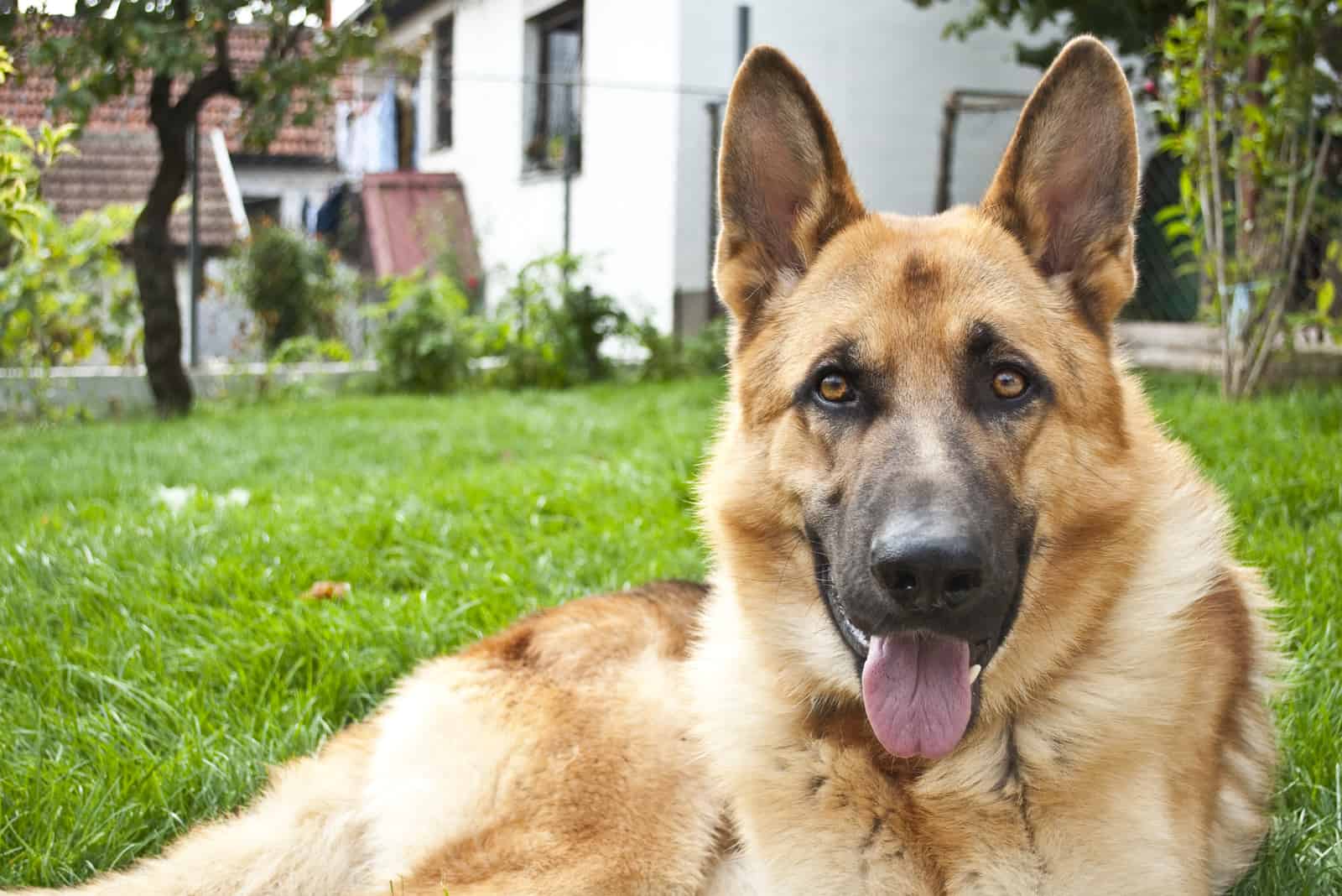 German Shepherd sitting in garden looking at camera