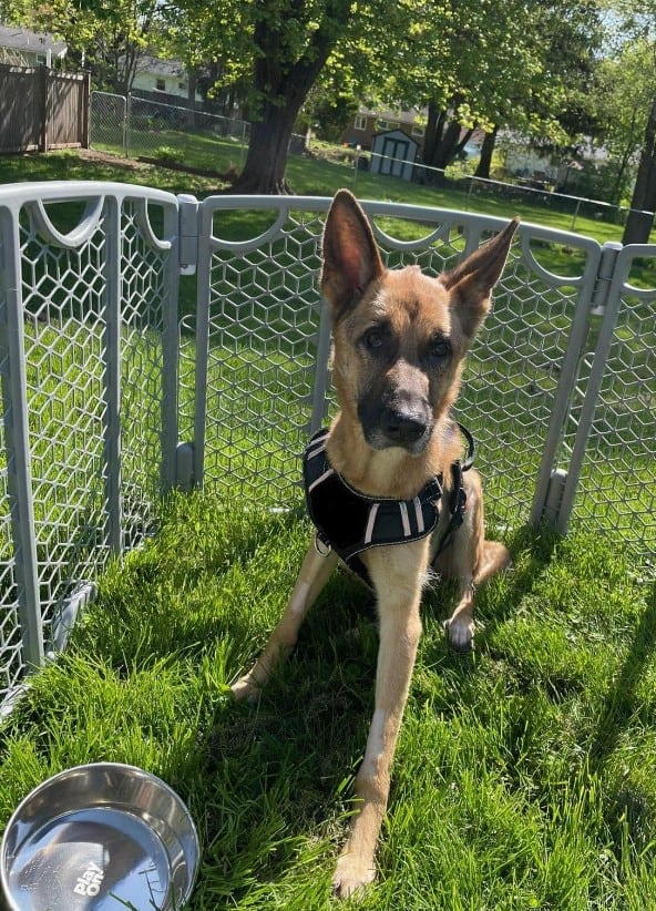 german shepherd sitting in the box