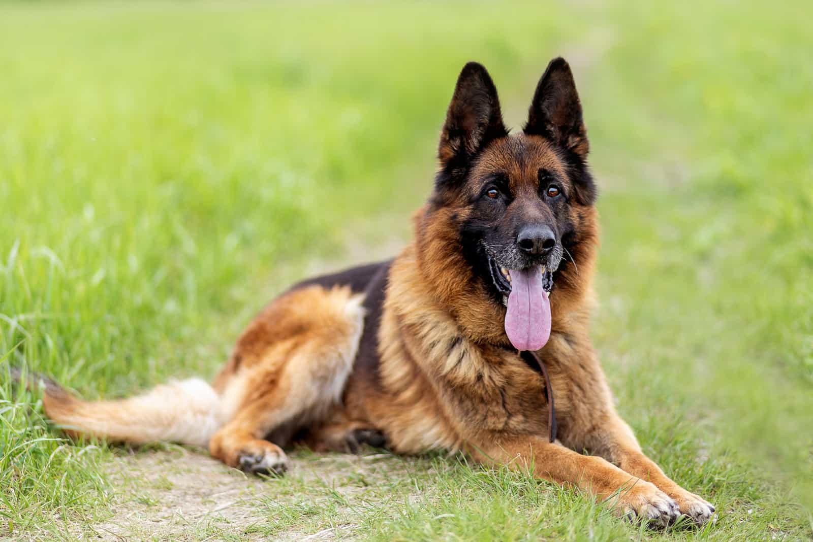 German Shepherd sitting on grass