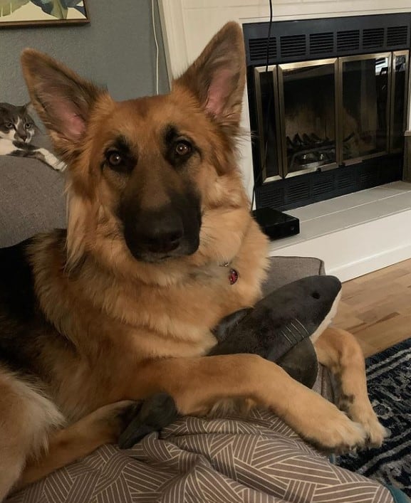 german shepherd sitting on the couch and looking at the camera