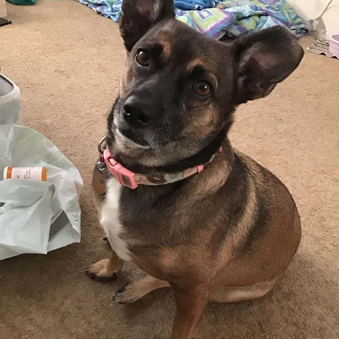 german shepherd sitting on the floor and looking at the camera