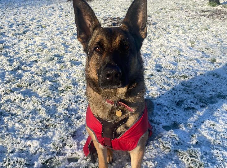 german shepherd sitting on the snow