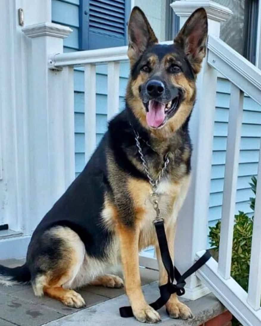 german shepherd sitting on the stairs