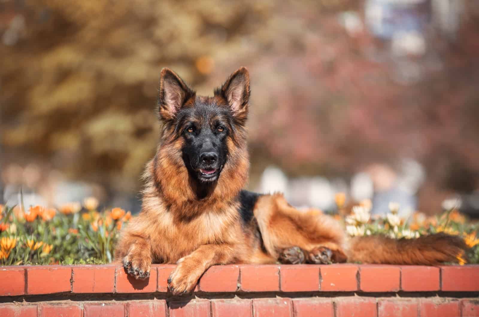 German Shepherd sitting on wall