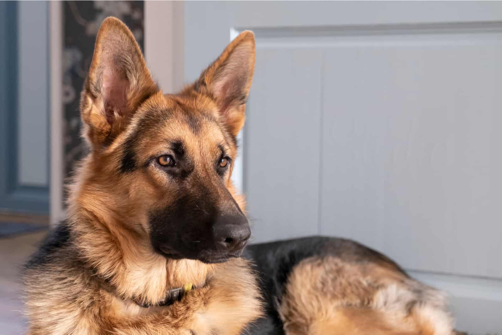 German Shepherd sitting outside