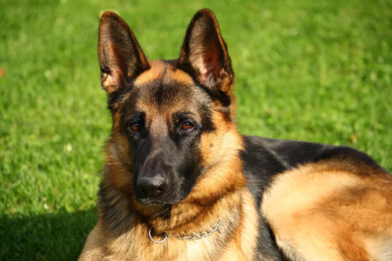 German Shepherd sitting outside