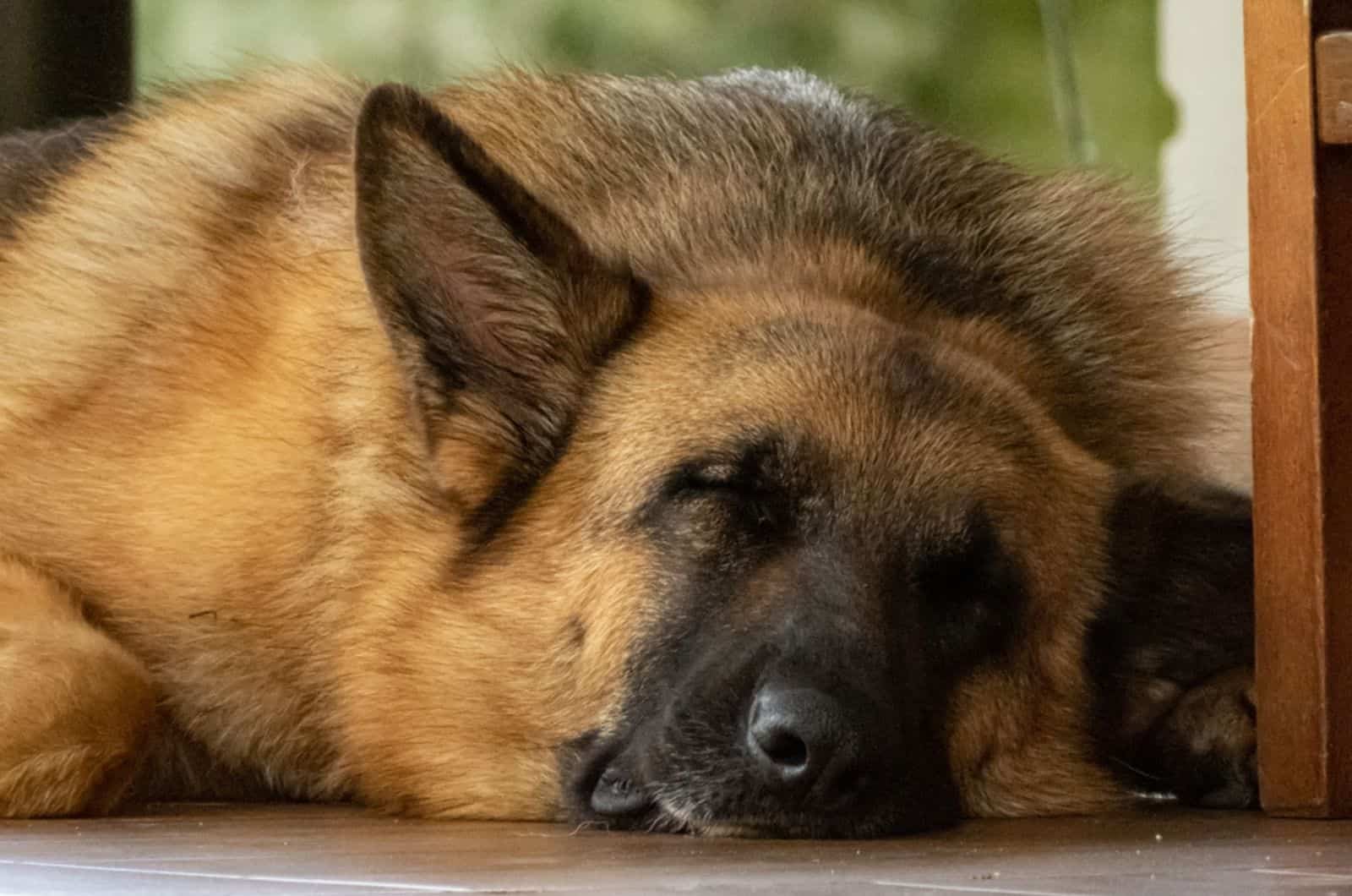 german shepherd sleeping on the floor