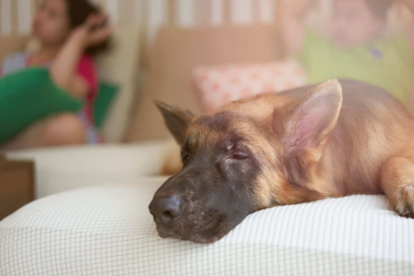 german shepherd sleeping on the couch