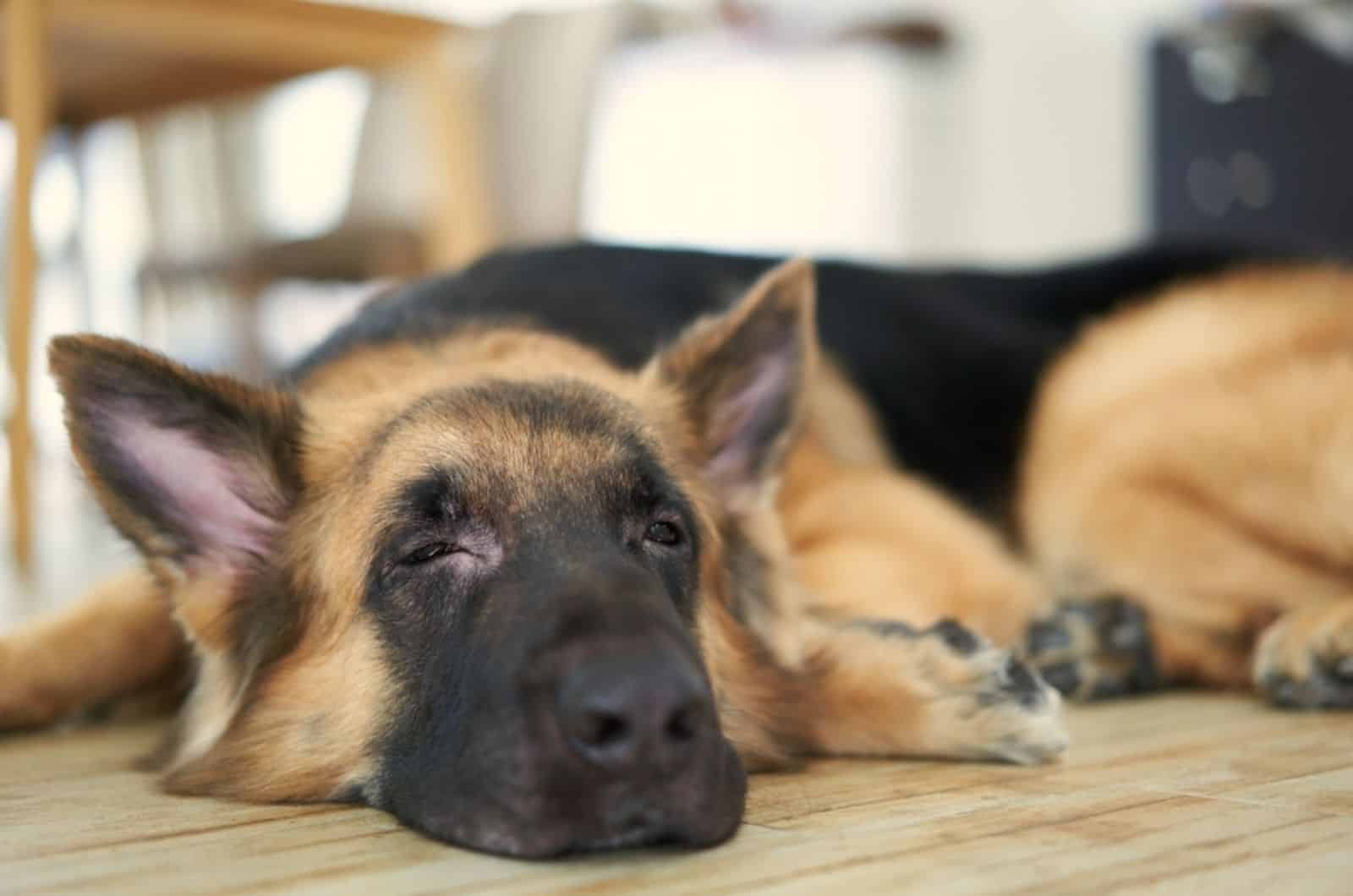 german shepherd sleeping on the floor indoors