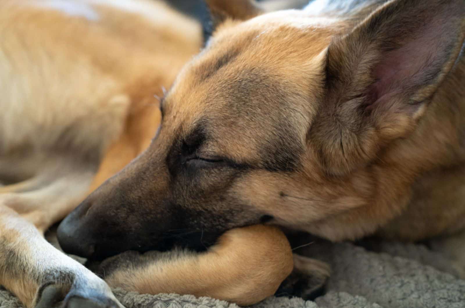 german shepherd sleeping in his bed