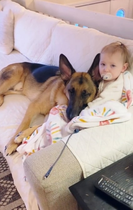 german shepherd sleeps in the arms of a baby