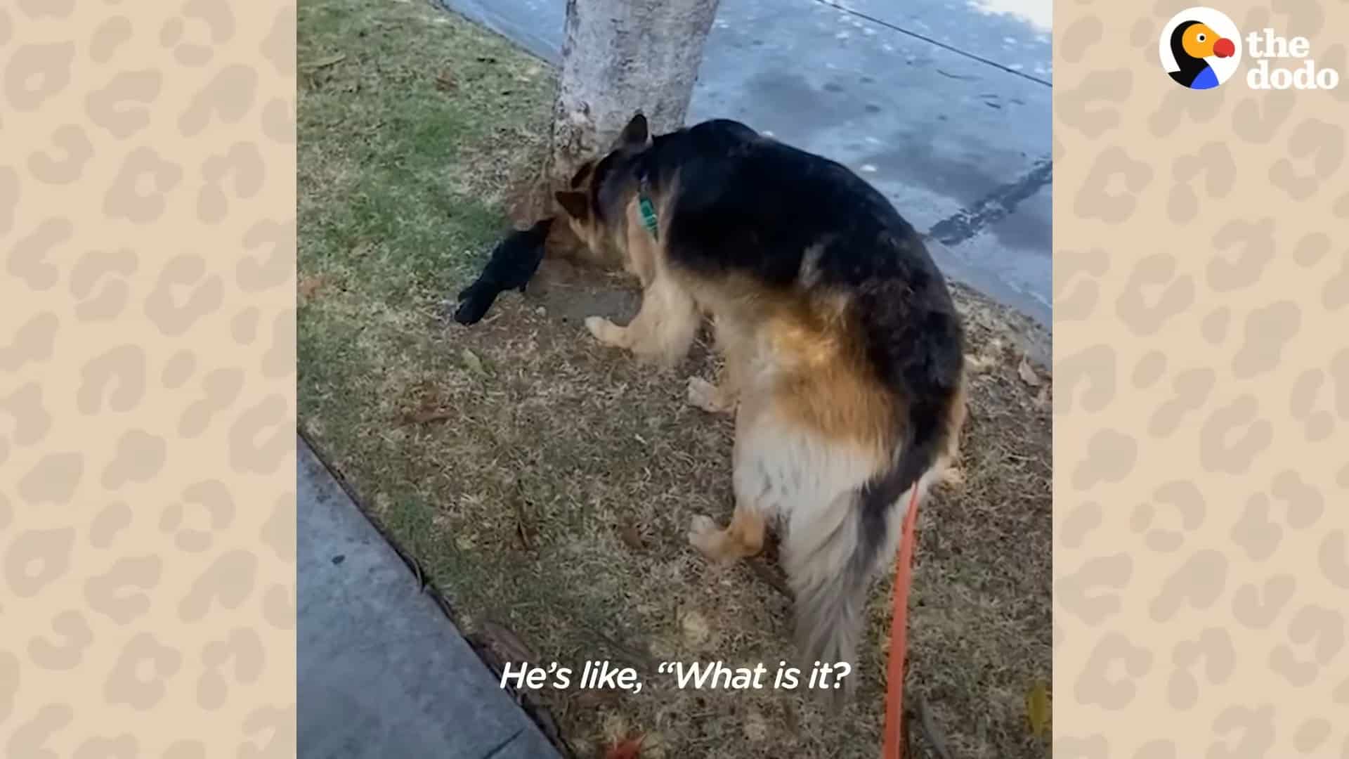 german shepherd sniffing a tree with crow