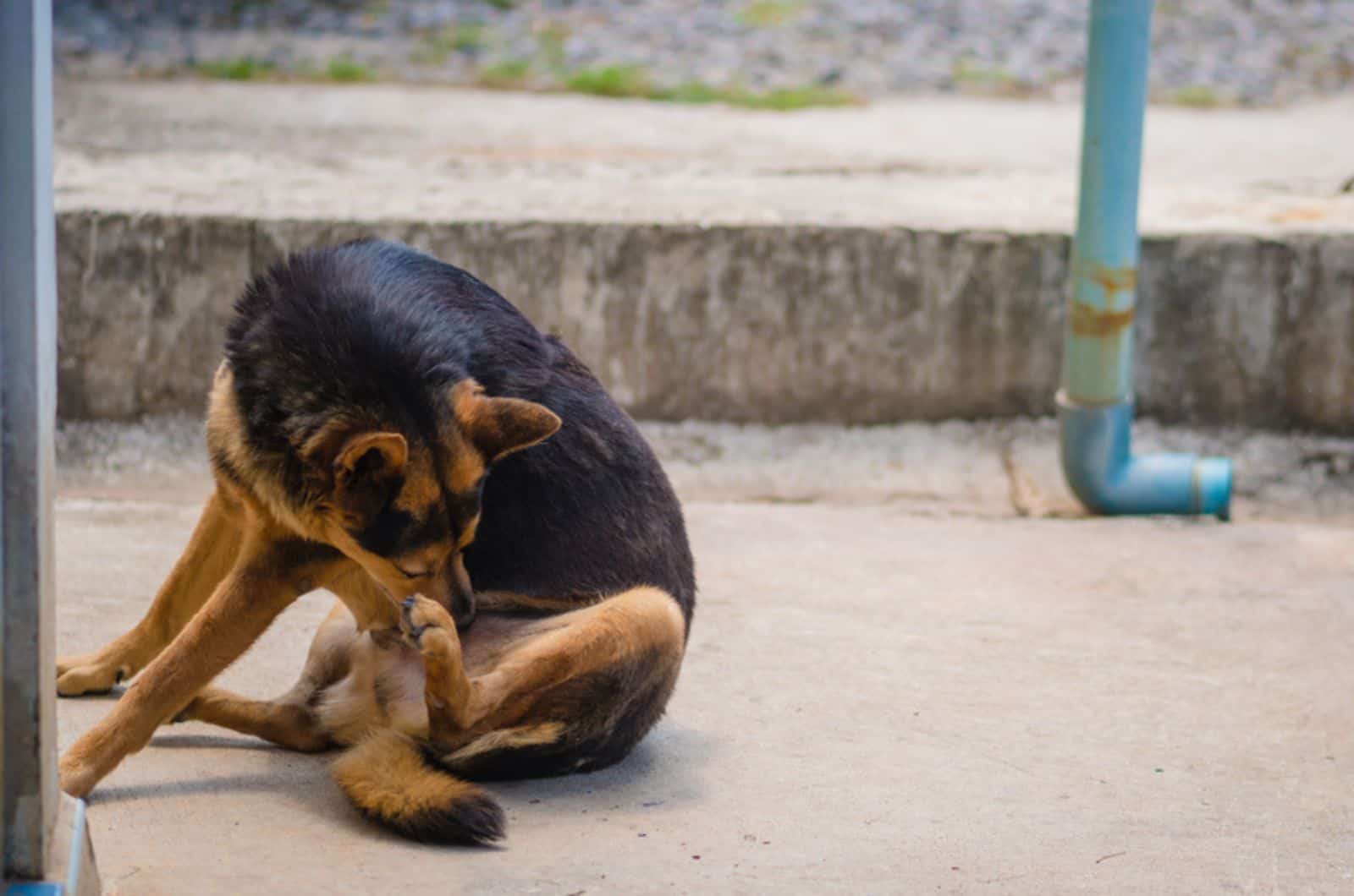 german shepherd sniffing himself outdoors